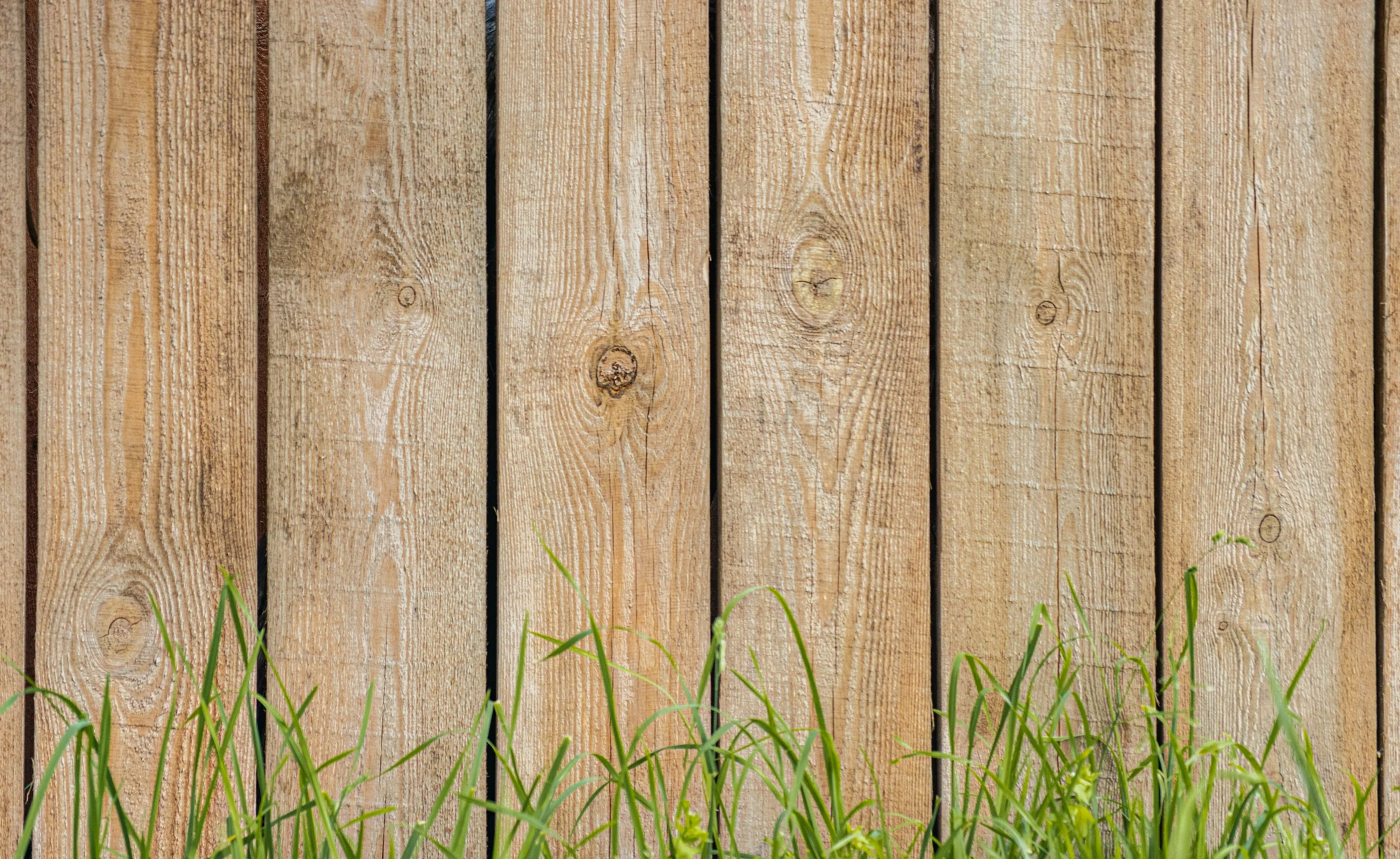 Weathered wood fence with grass growing along the base